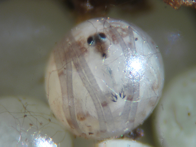 Uova di Opilionidi e neonato: Phalangiidae:  cfr. Mitopus morio